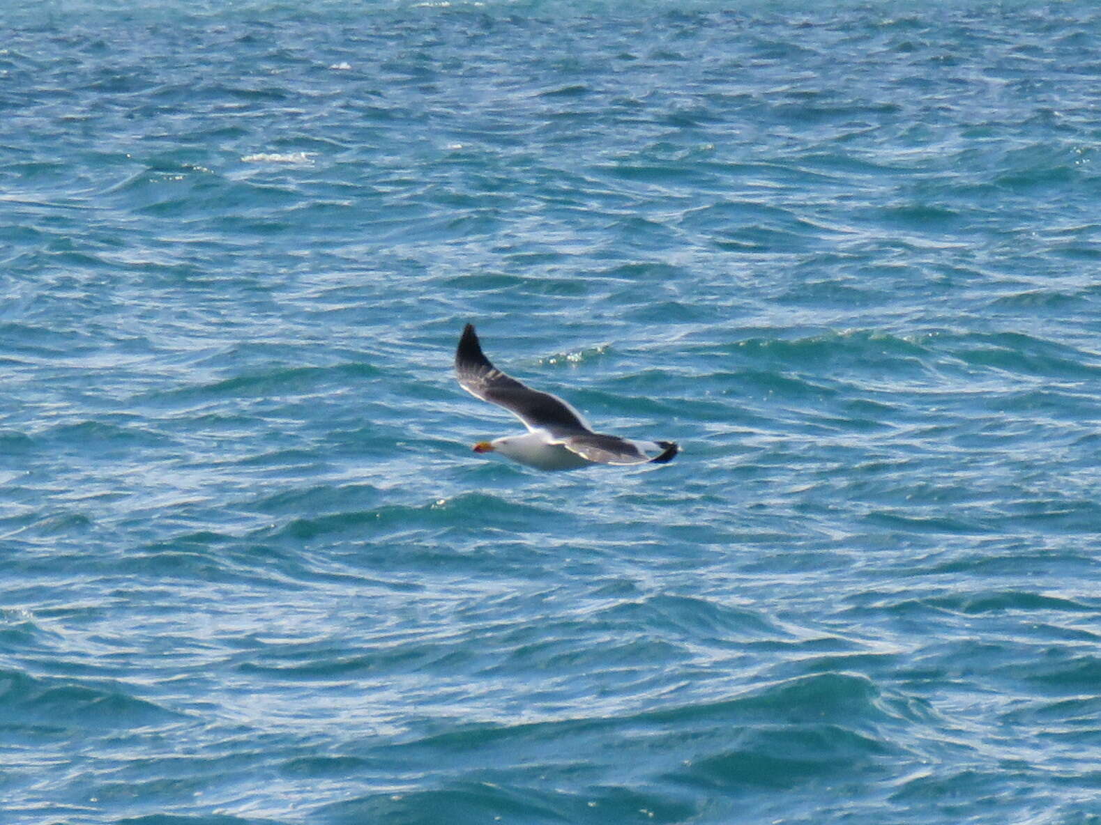 Image of Pacific Gull