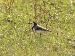 Image of White-fronted Chat