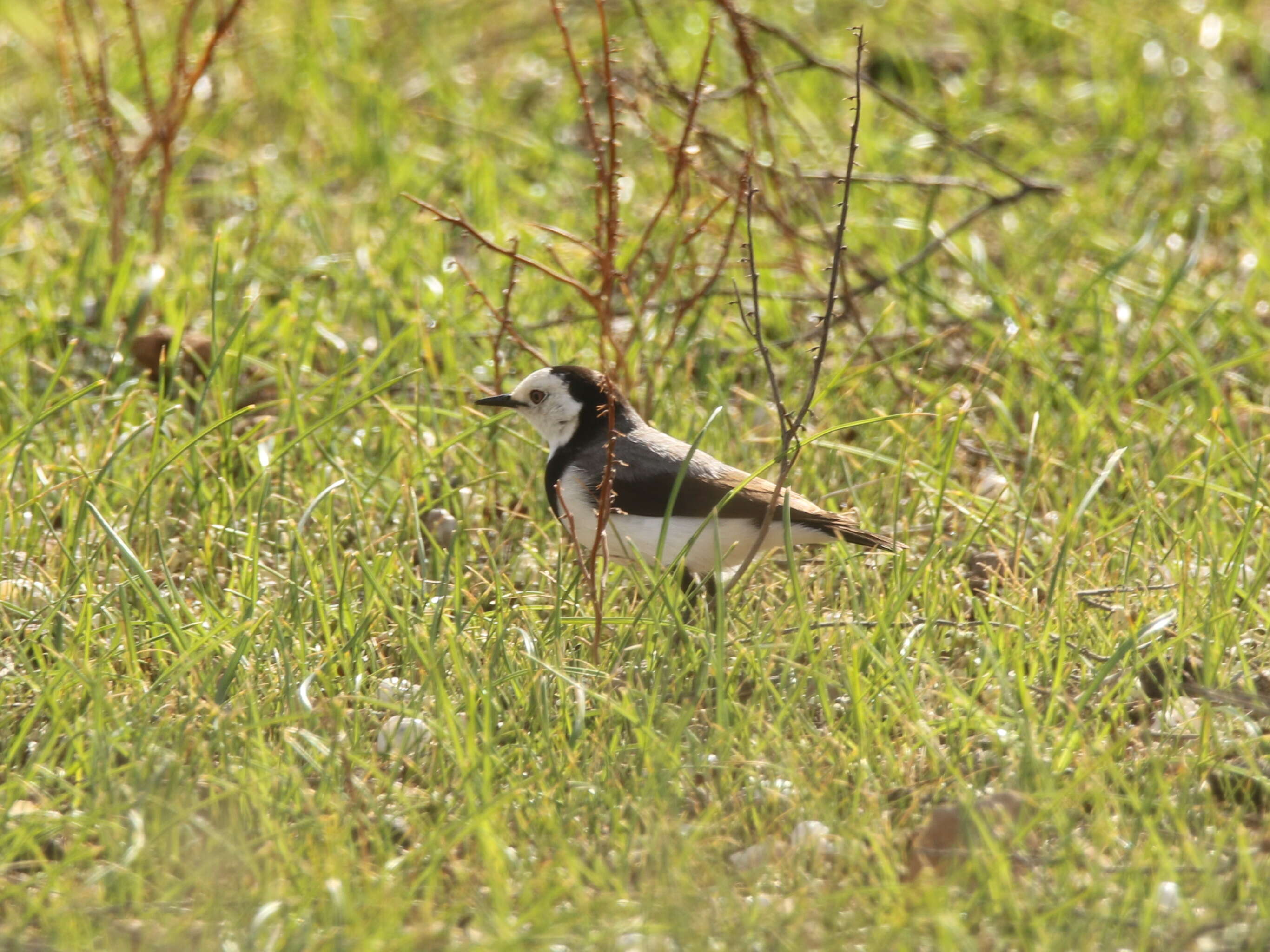 Image of White-fronted Chat