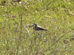 Image of White-fronted Chat