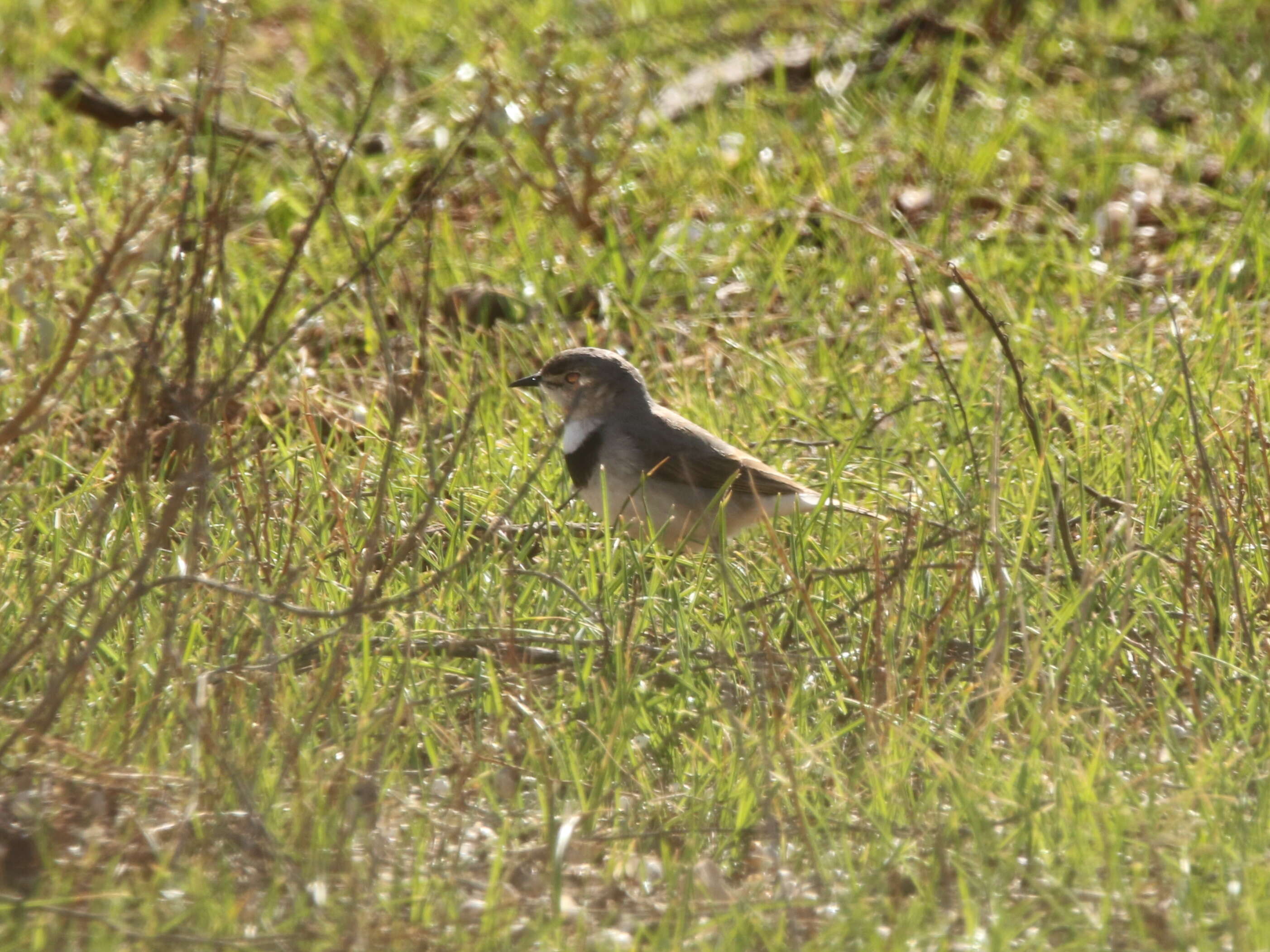 Image of White-fronted Chat