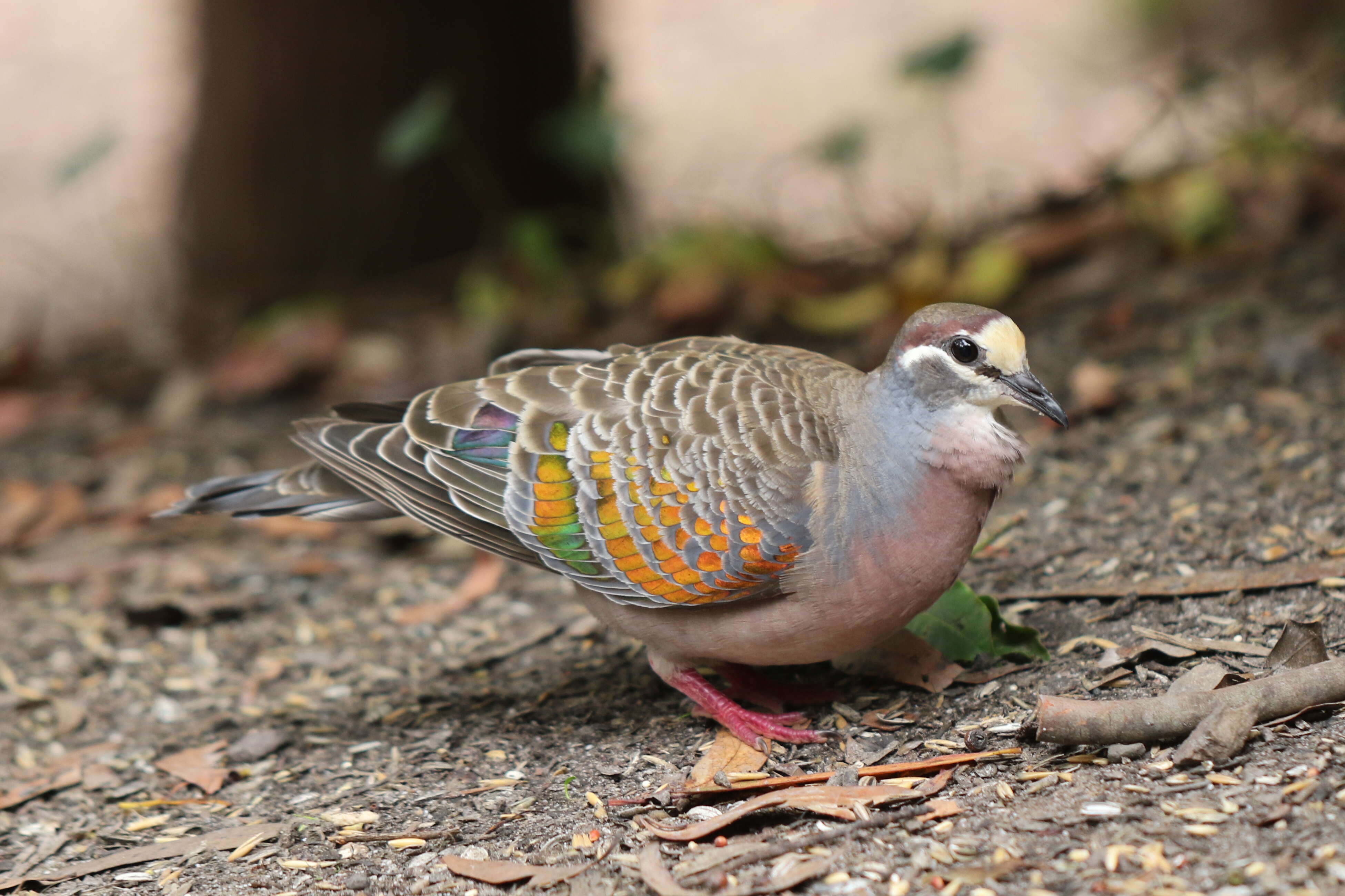 Image of Common Bronzewing