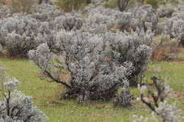 Plancia ëd Maireana sedifolia (F. Müll.) P. G. Wilson