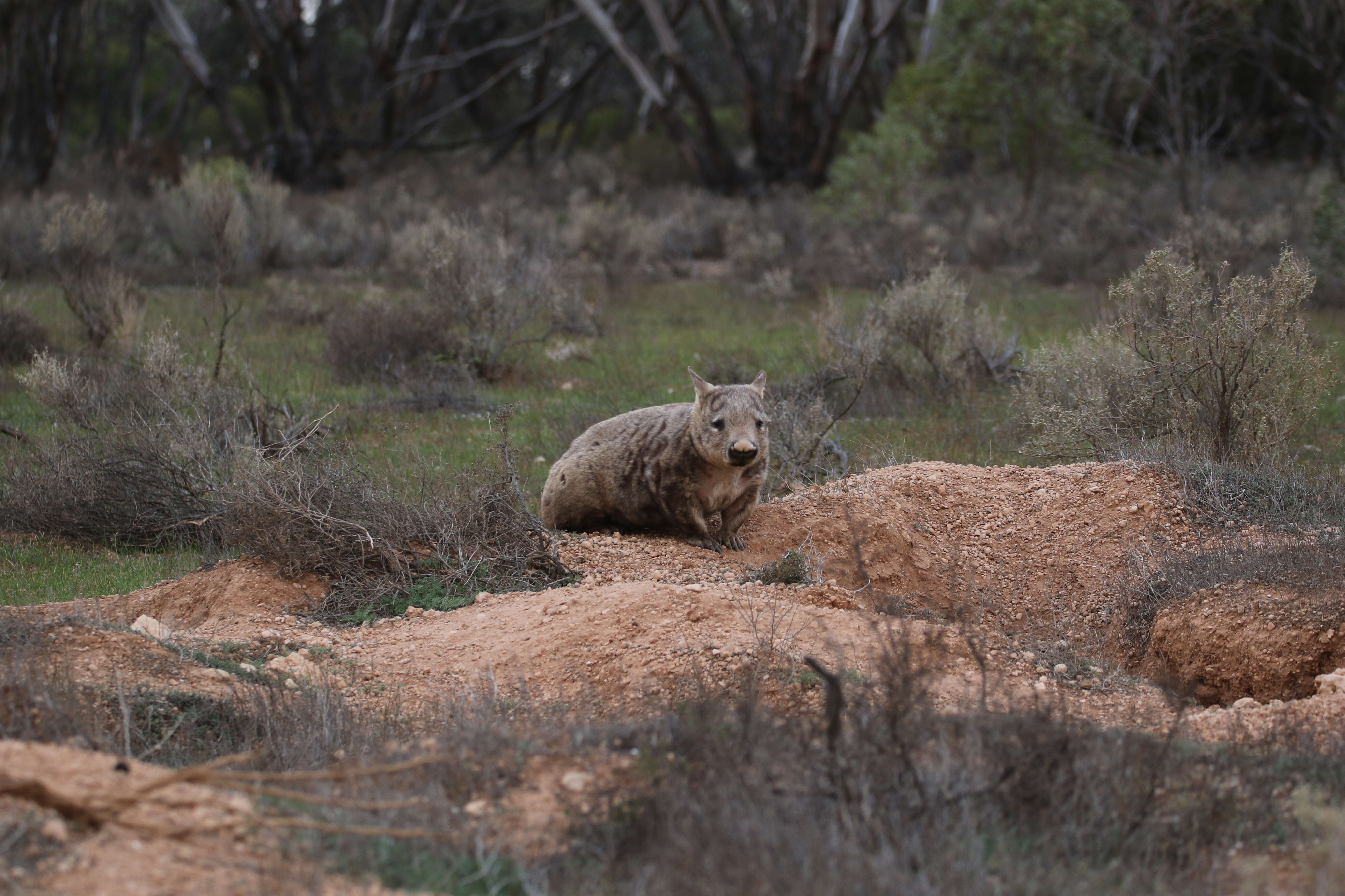 Image of hairy-nosed wombats