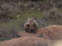 Image of hairy-nosed wombats