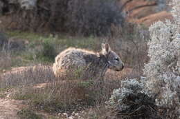 Image of hairy-nosed wombats