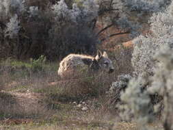 Image of hairy-nosed wombats