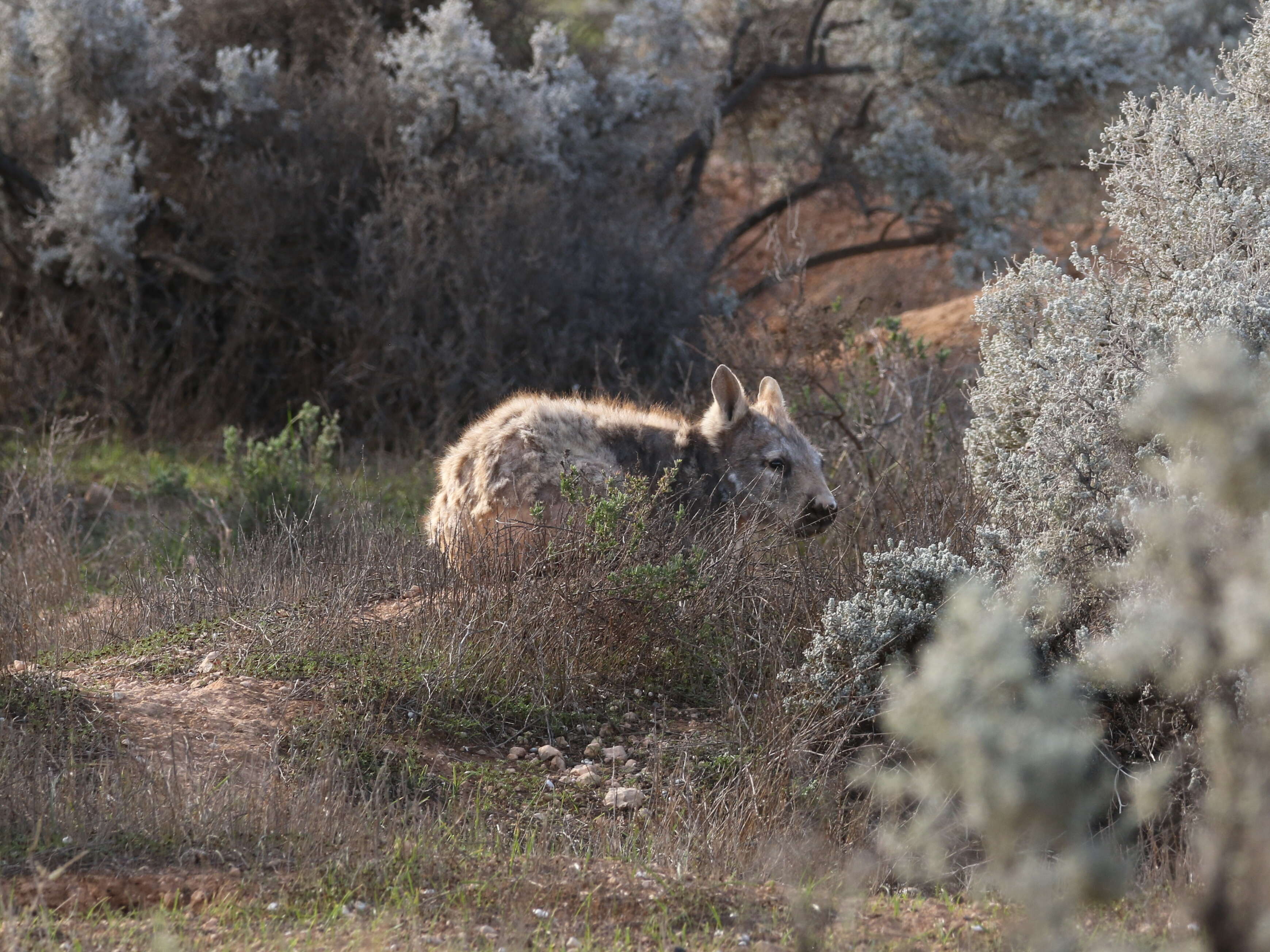 Image of hairy-nosed wombats