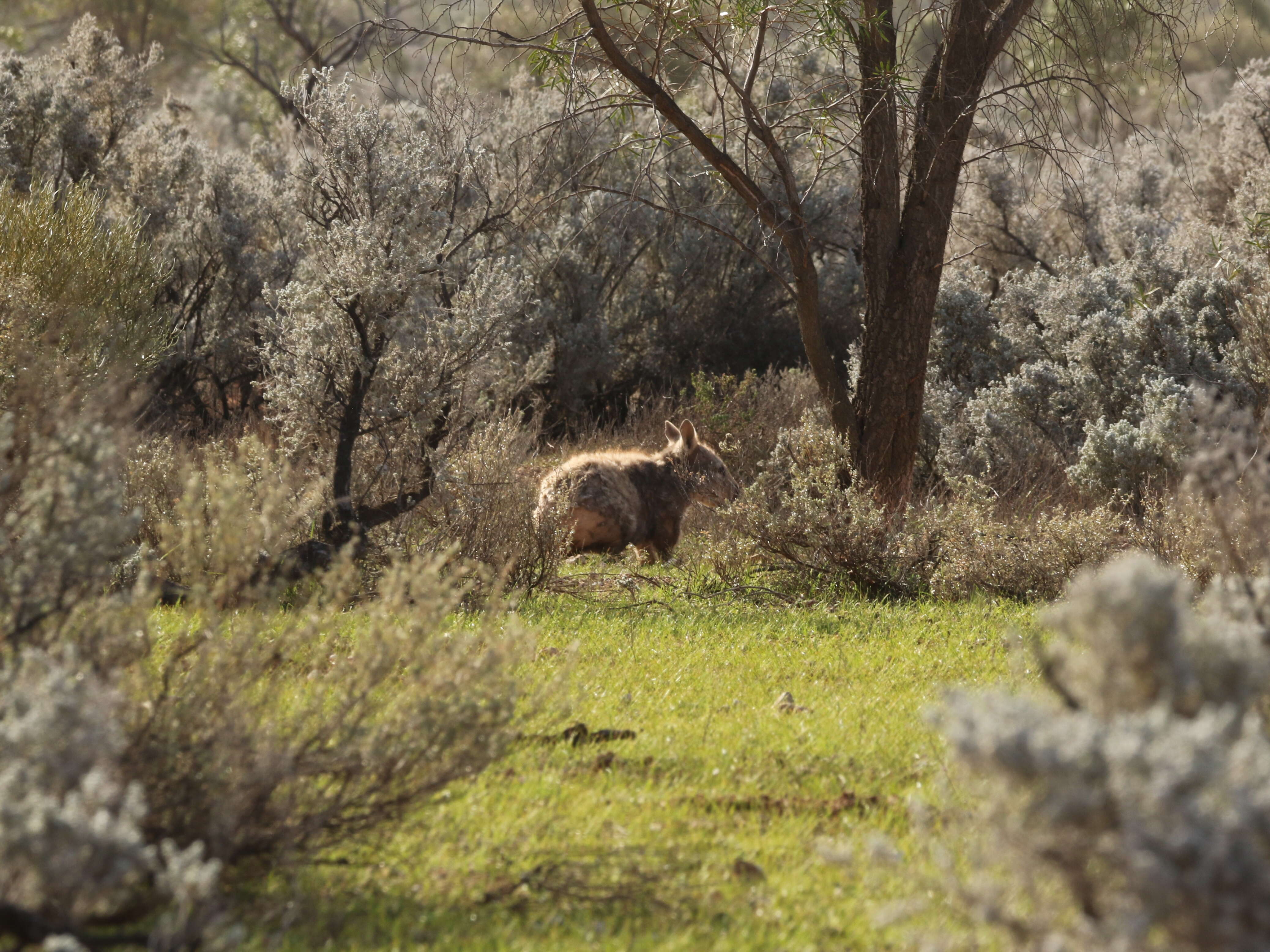 Image of hairy-nosed wombats