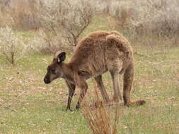 Macropus fuliginosus (Desmarest 1817) resmi