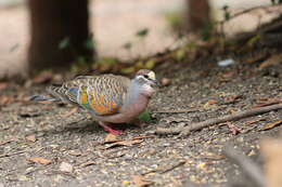 Image of Common Bronzewing