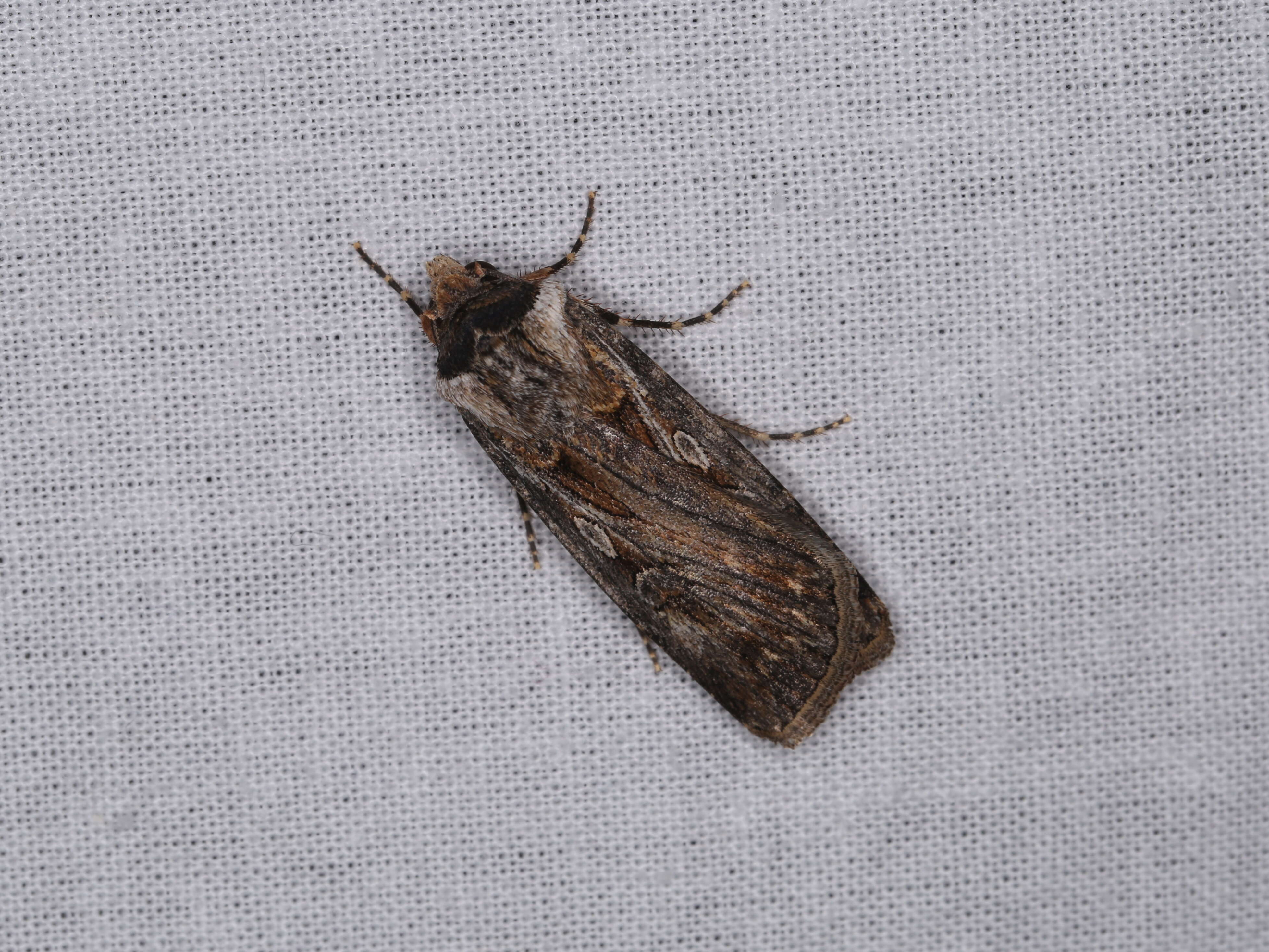 Image of Agrotis munda Walker 1856