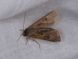 Image of Agrotis munda Walker 1856