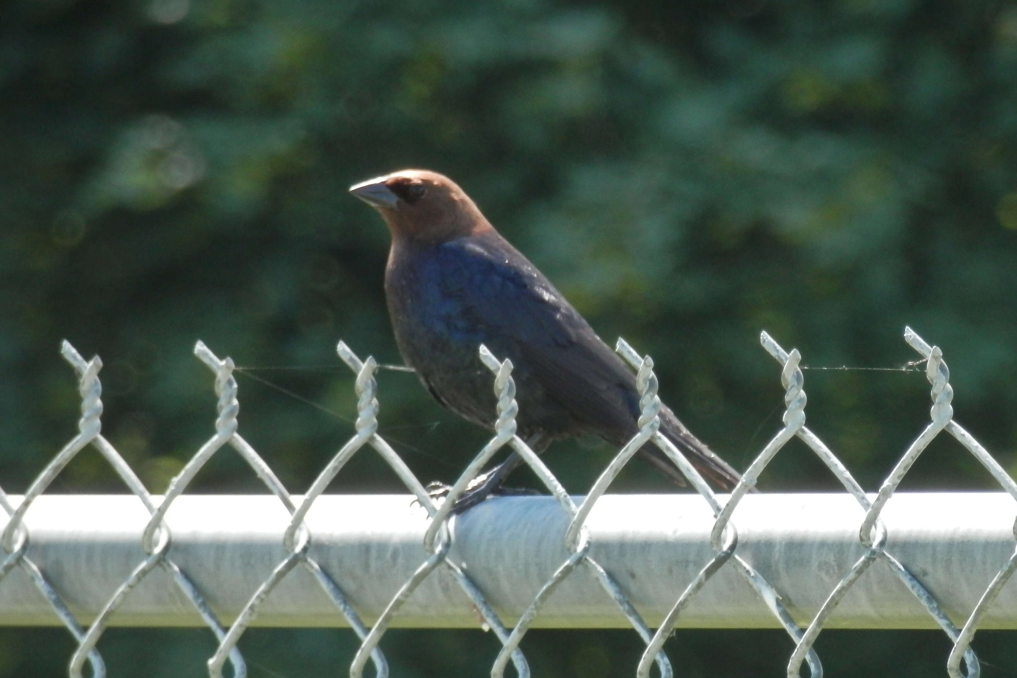 Image of Brown-headed Cowbird