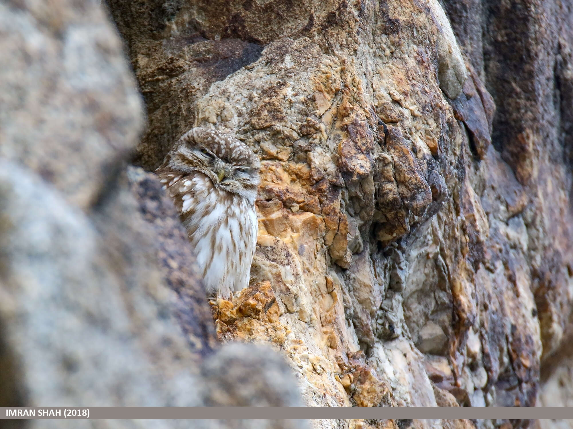 Image of Little Owl