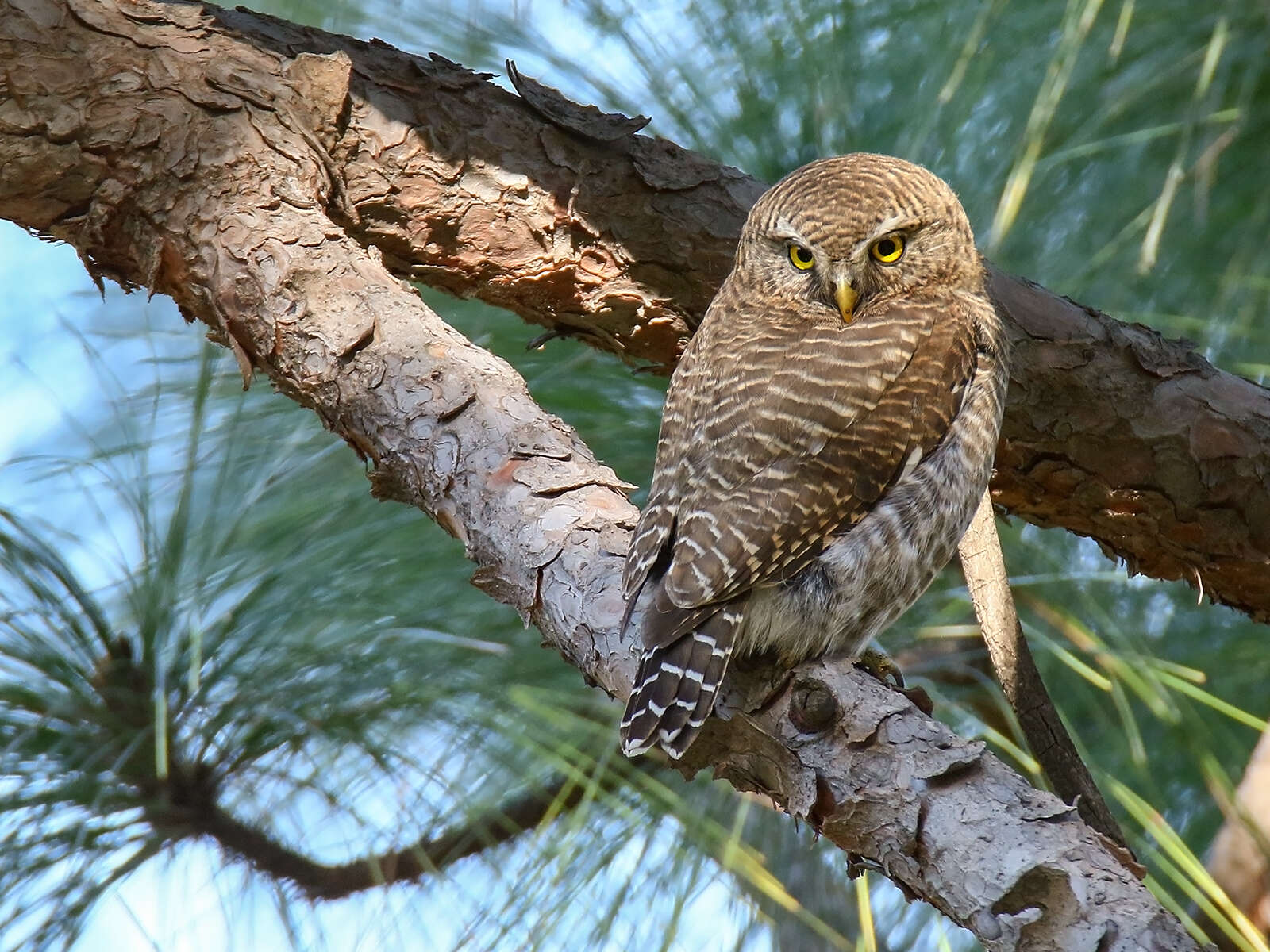 Image of Asian Barred Owlet