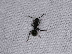 Image de Polyrhachis