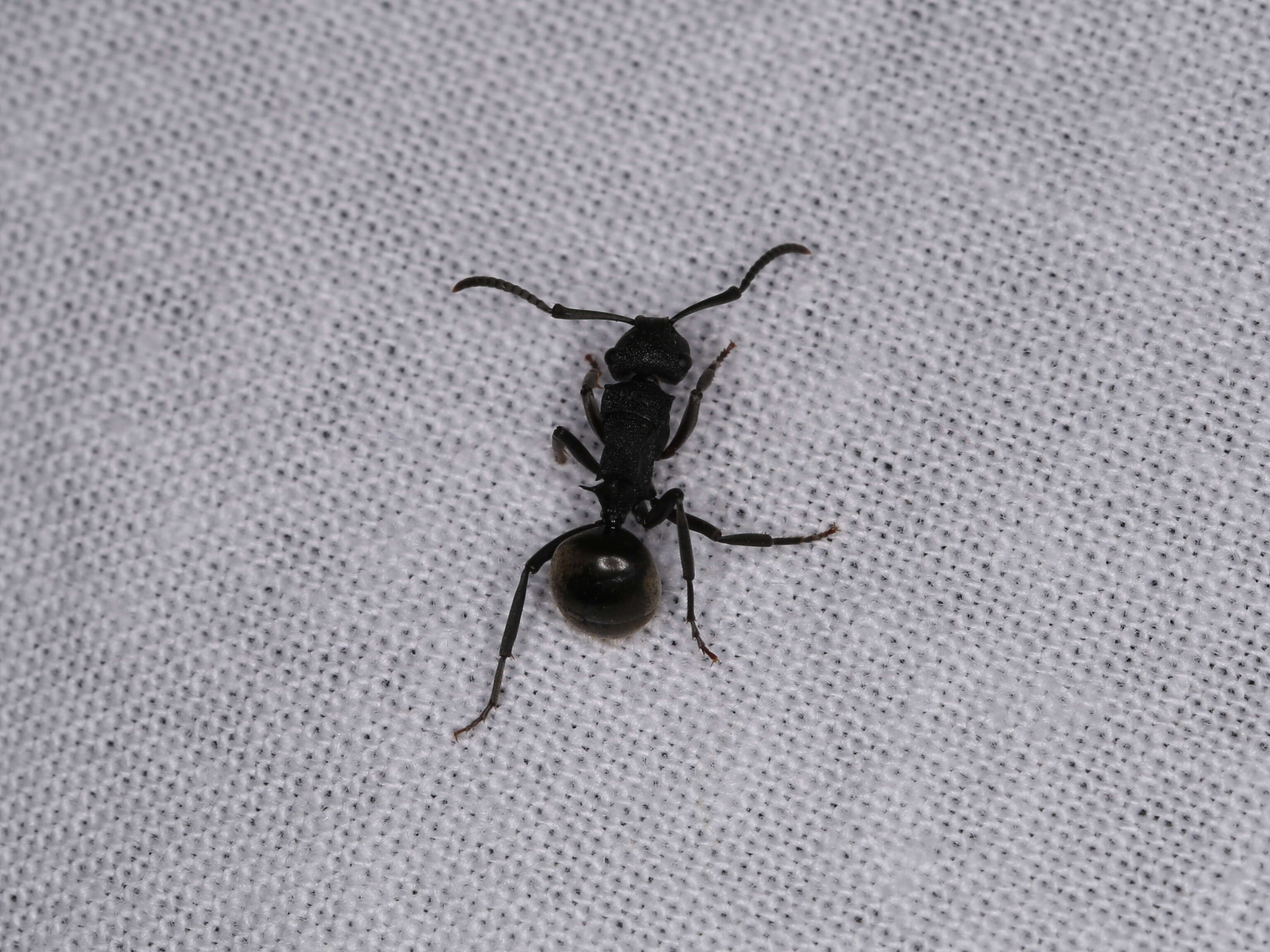 Image de Polyrhachis