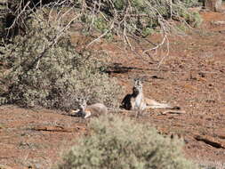 Image of Barrow Island Euro