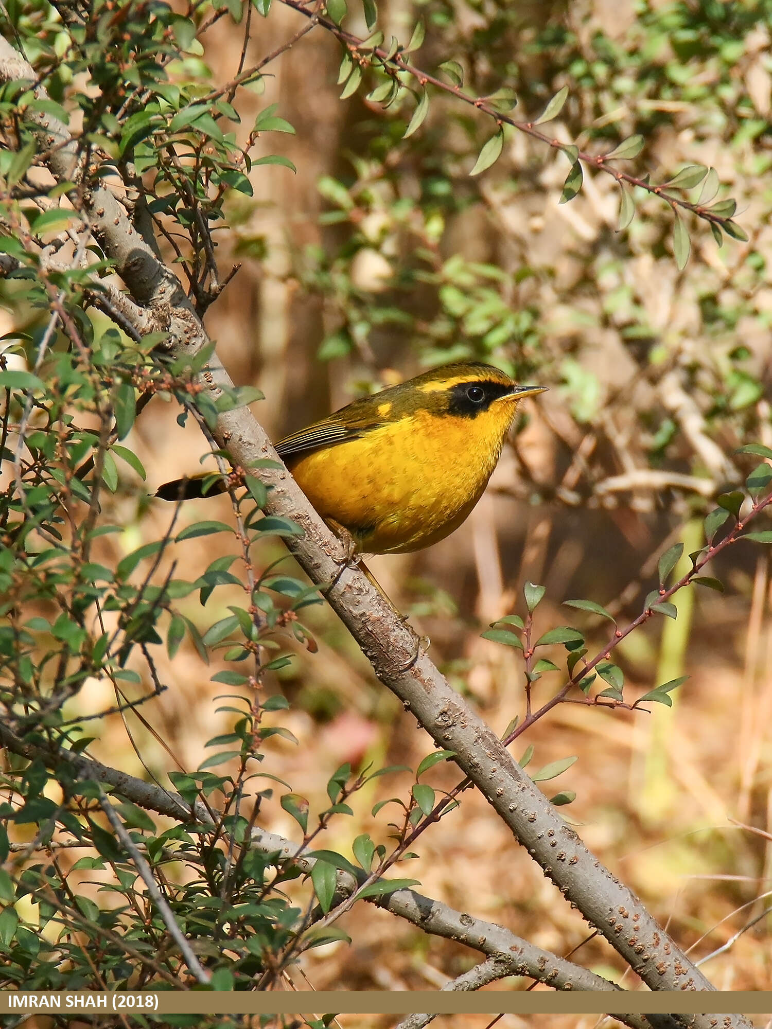 Image of Golden Bush Robin