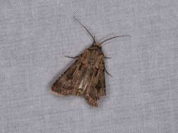 Image of Agrotis munda Walker 1856