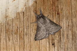 Munychryia senicula Walker 1865的圖片