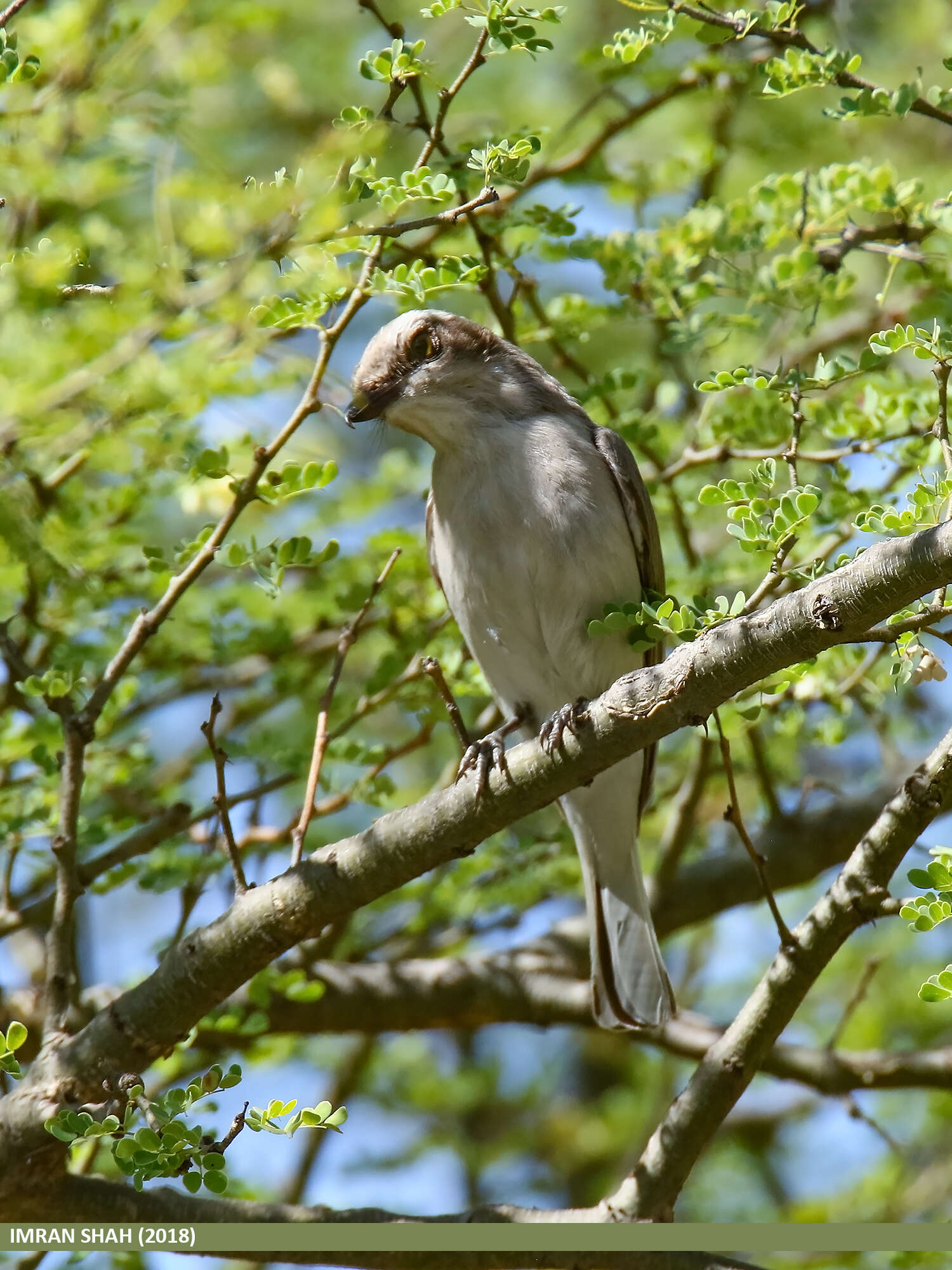 Слика од Tephrodornis pondicerianus (Gmelin & JF 1789)