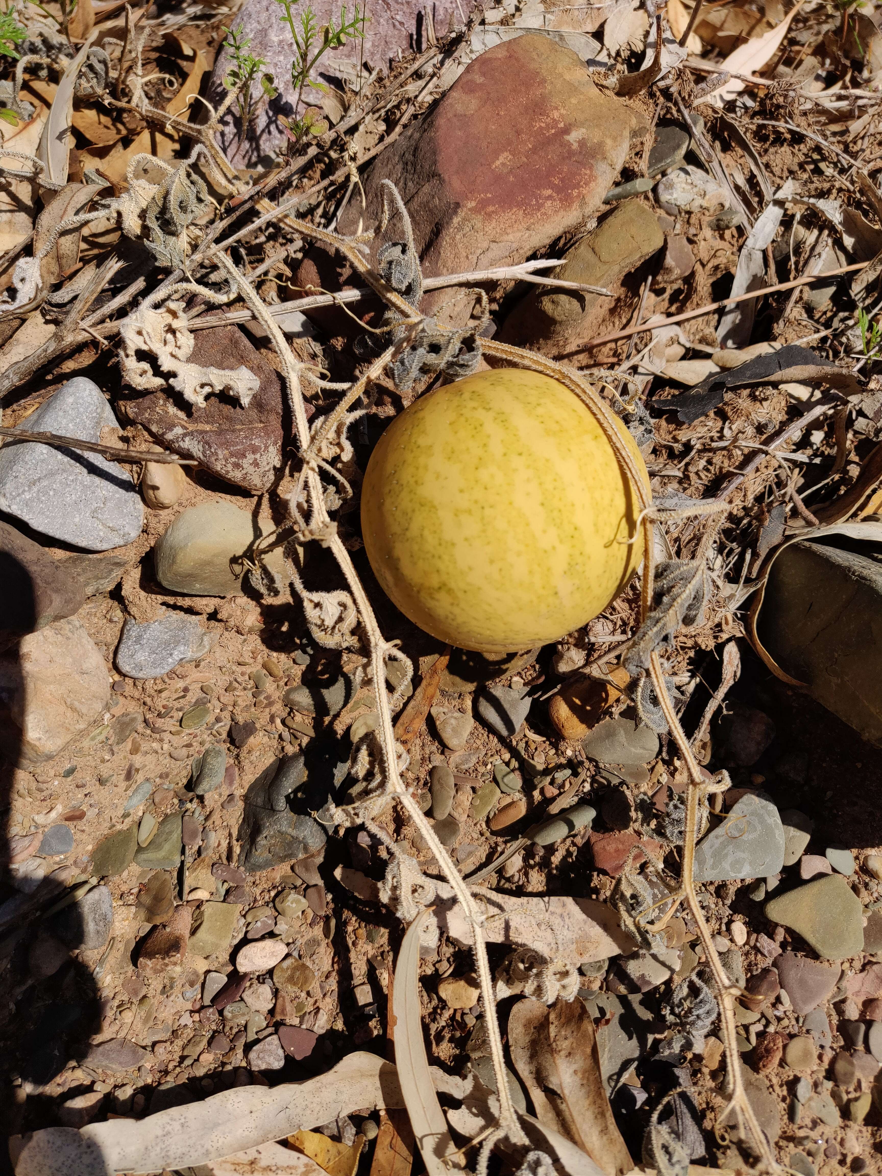 Imagem de Cucumis myriocarpus Naudin