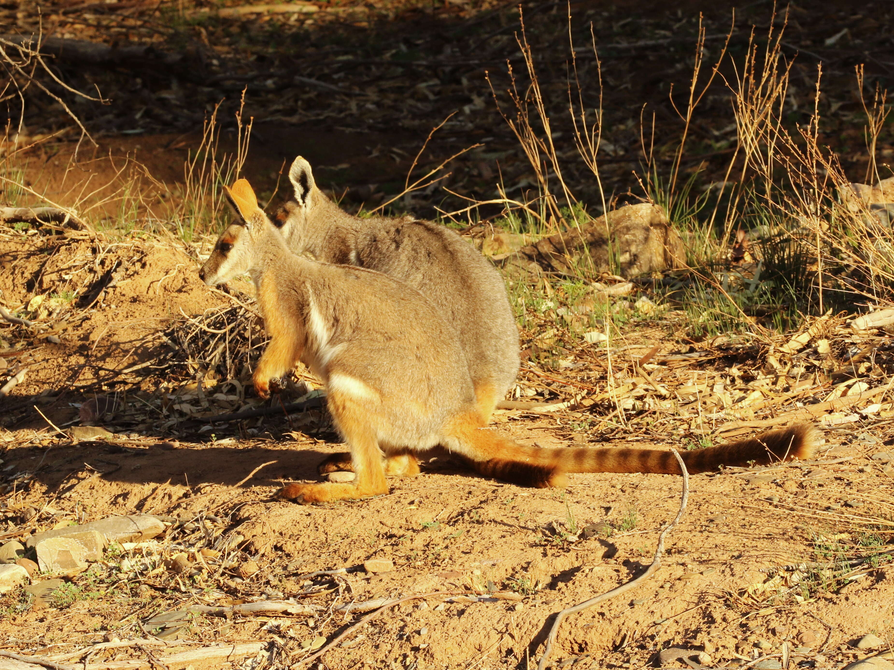 Image of Ring-tailed Rock Wallaby