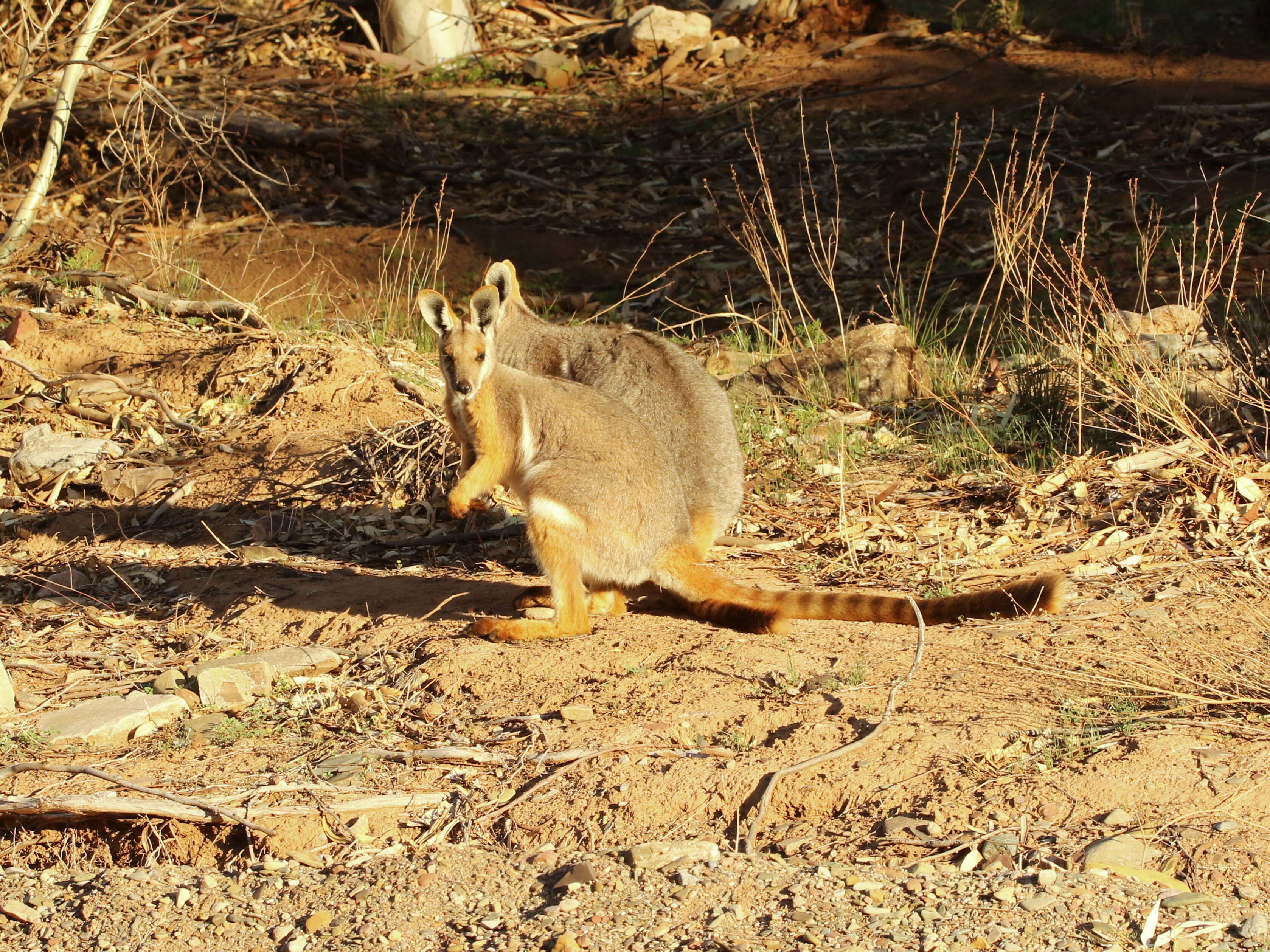 Image of Ring-tailed Rock Wallaby