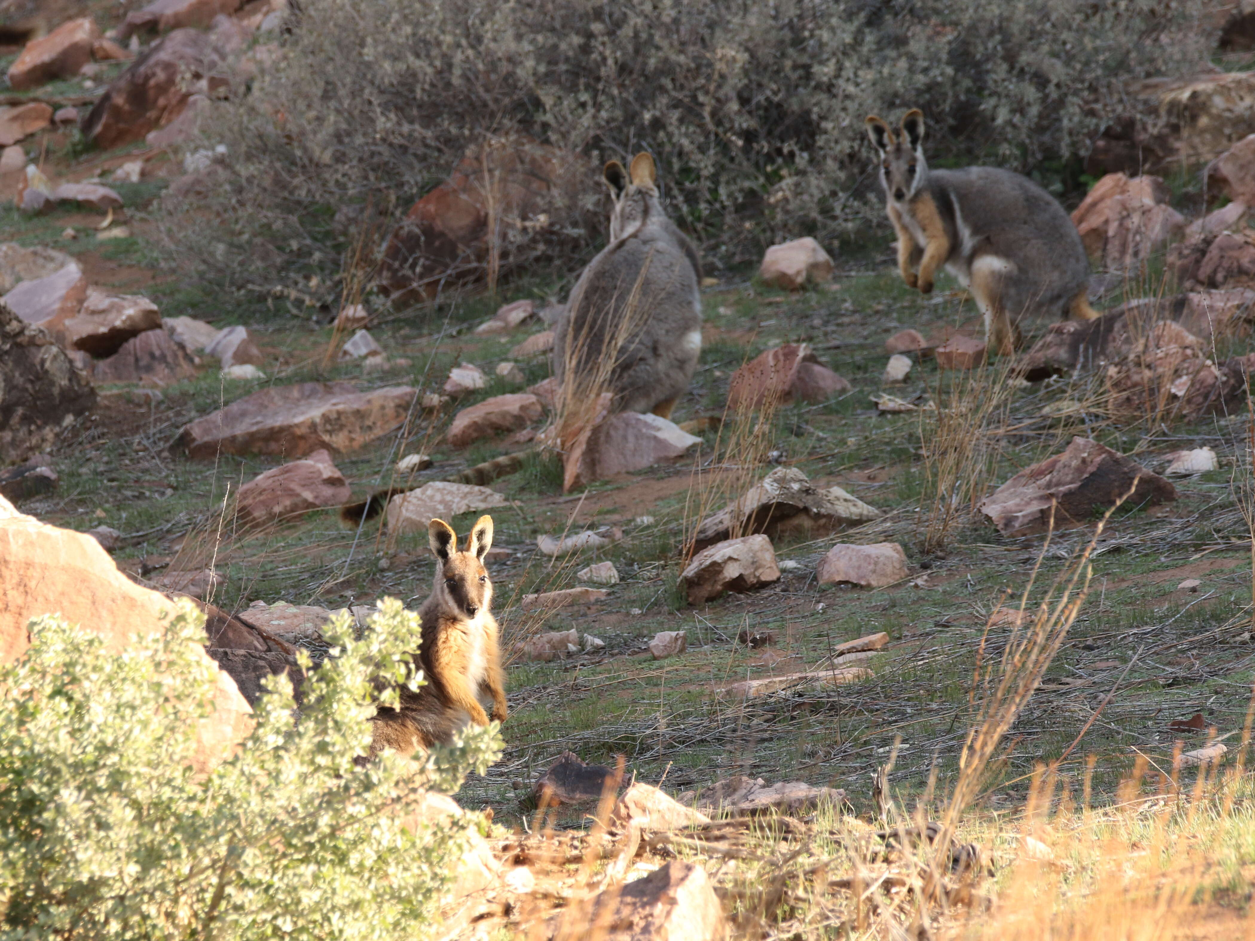 Image of Ring-tailed Rock Wallaby