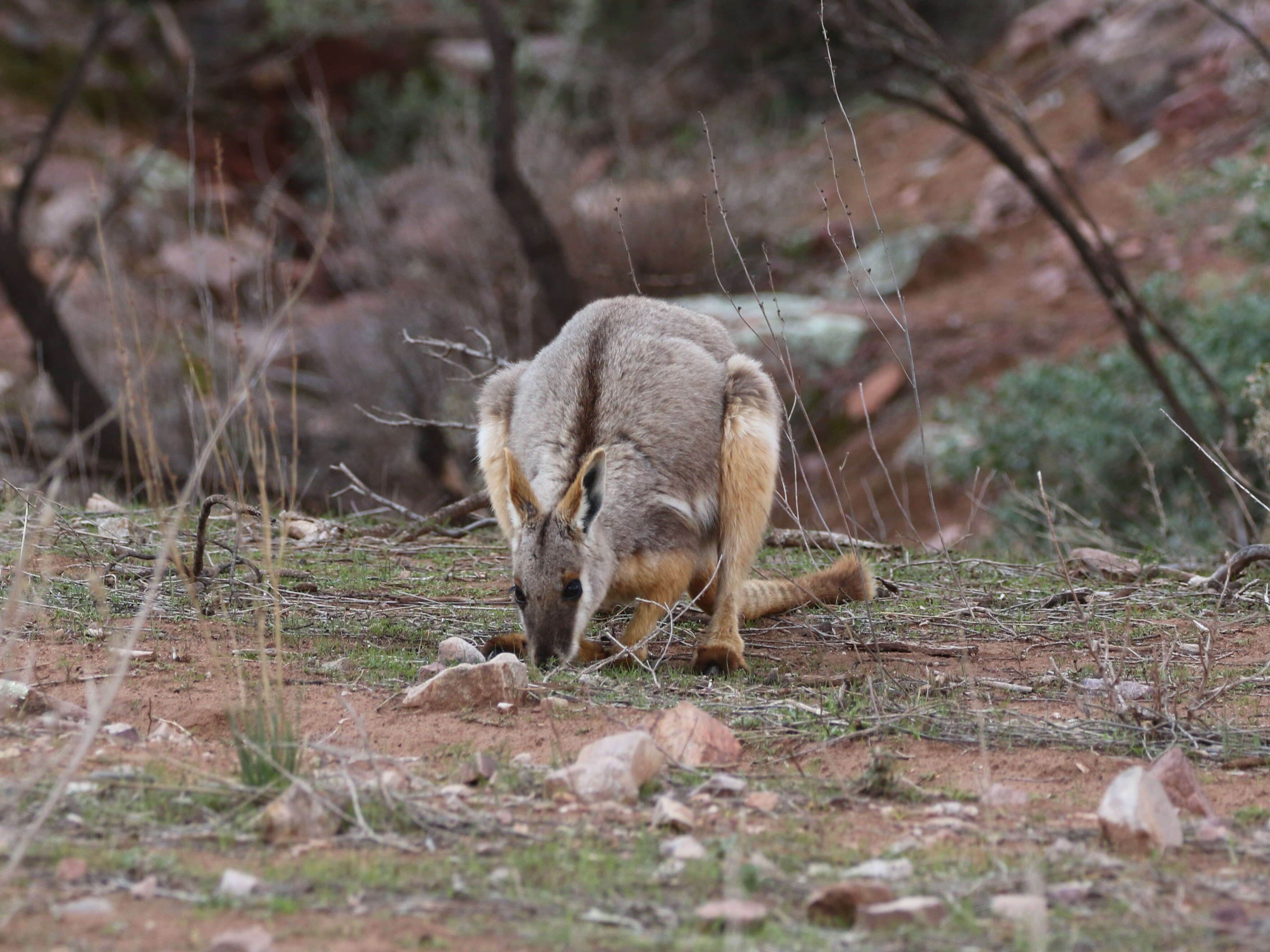 Image of Ring-tailed Rock Wallaby