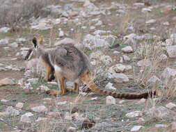 Image of Ring-tailed Rock Wallaby