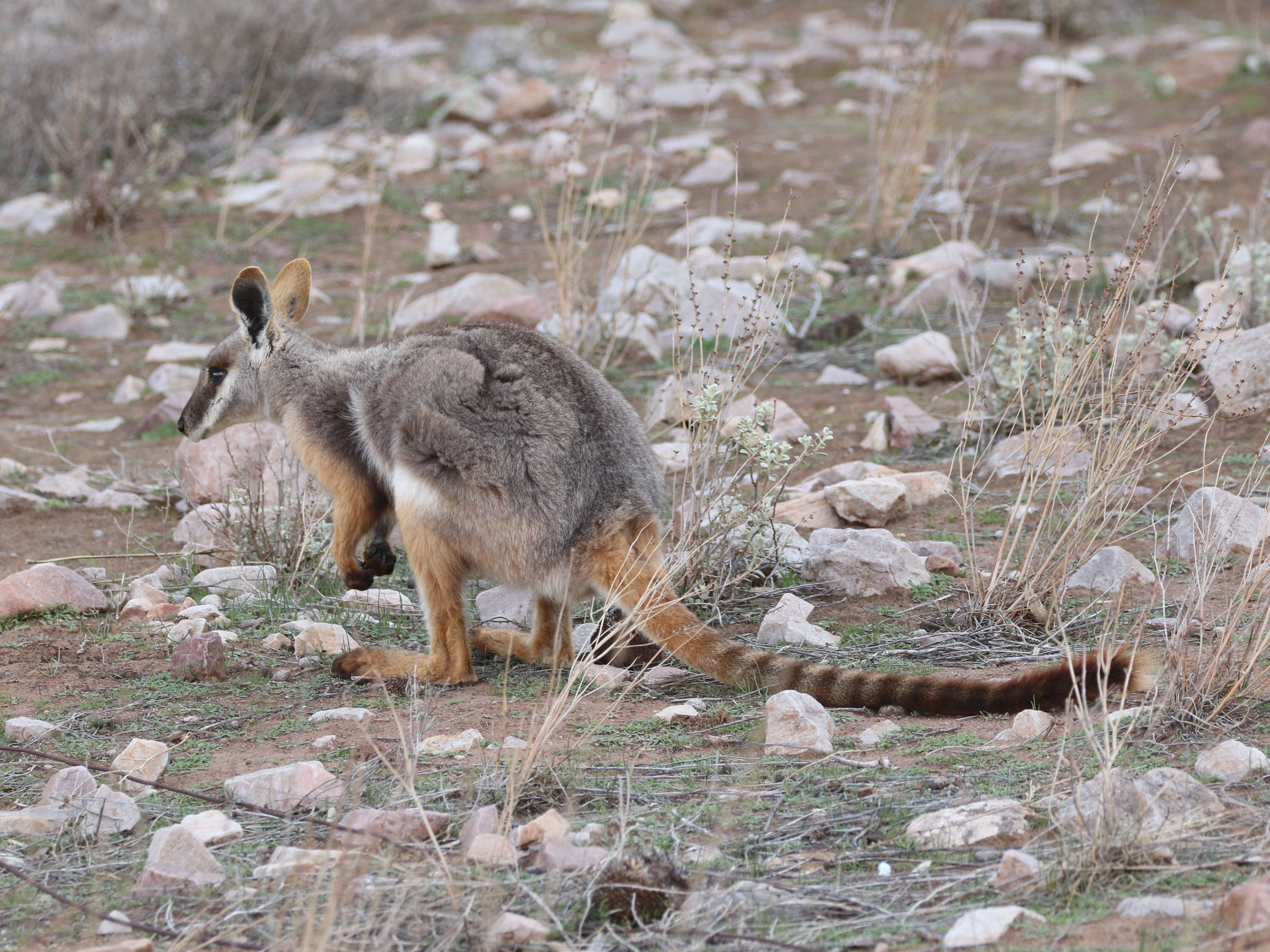 Image of Ring-tailed Rock Wallaby