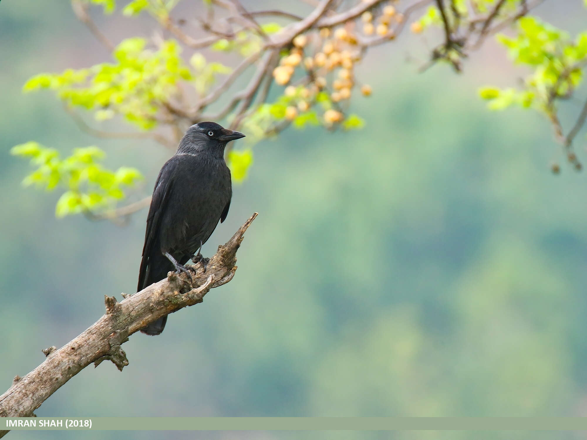 Image of Eurasian Jackdaw