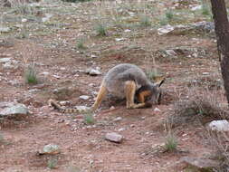 Image of Ring-tailed Rock Wallaby