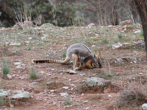 Image of Ring-tailed Rock Wallaby