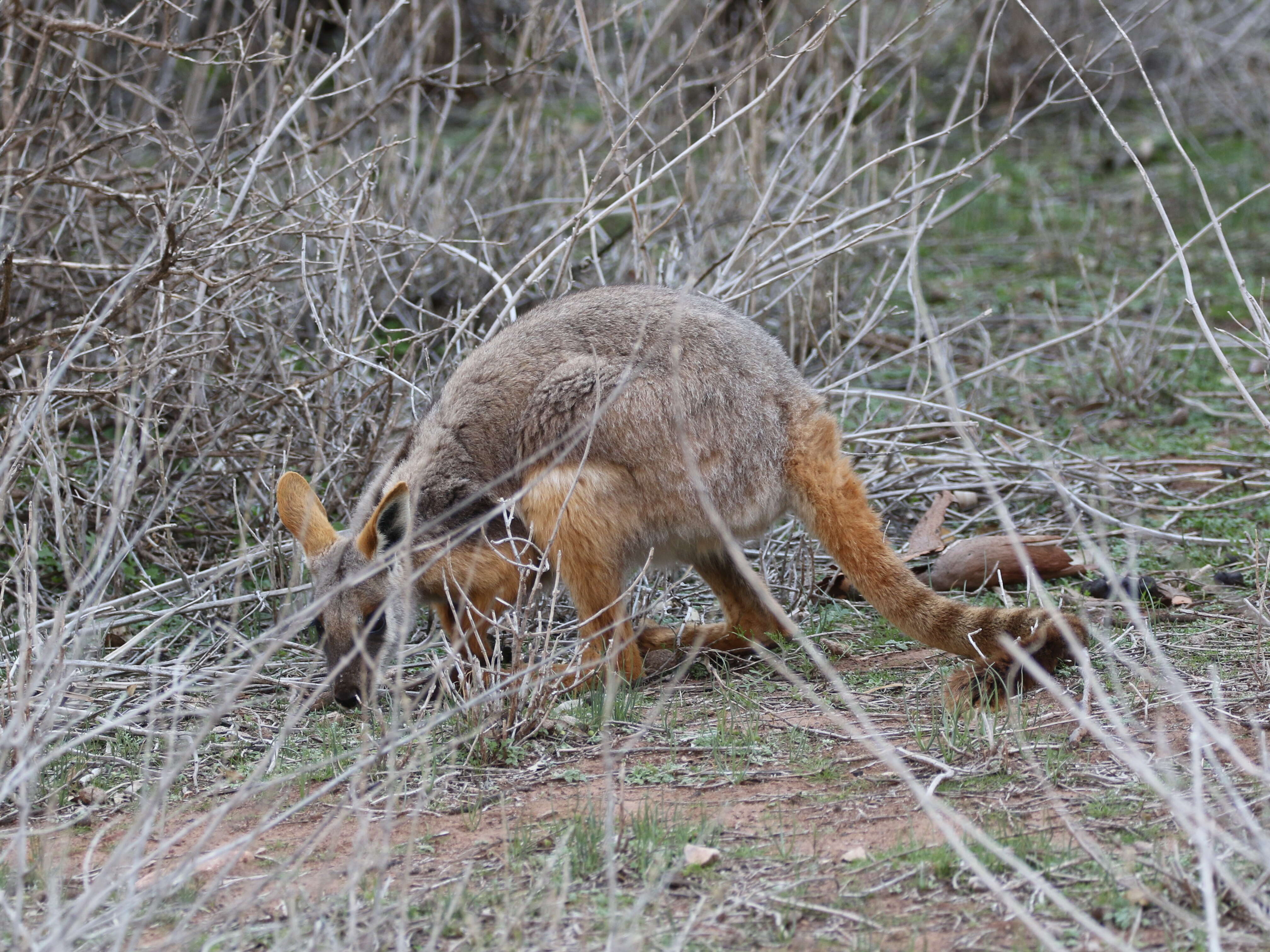 Image of Ring-tailed Rock Wallaby