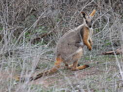 Image of Ring-tailed Rock Wallaby