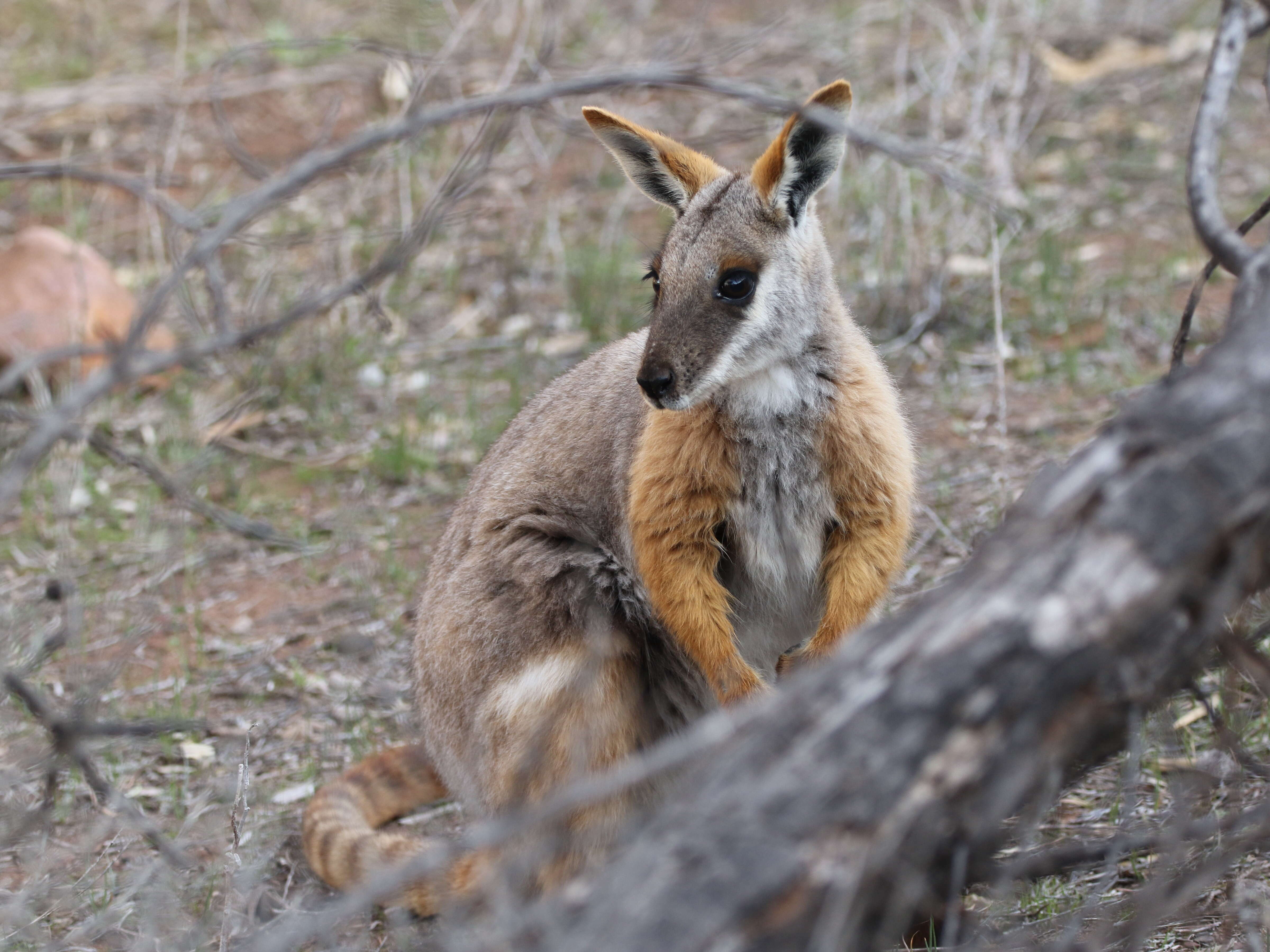 Image of Ring-tailed Rock Wallaby