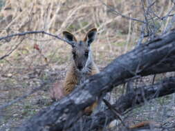 Image of Ring-tailed Rock Wallaby