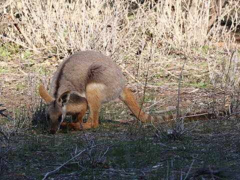 Image of Ring-tailed Rock Wallaby