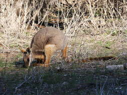 Image of Ring-tailed Rock Wallaby