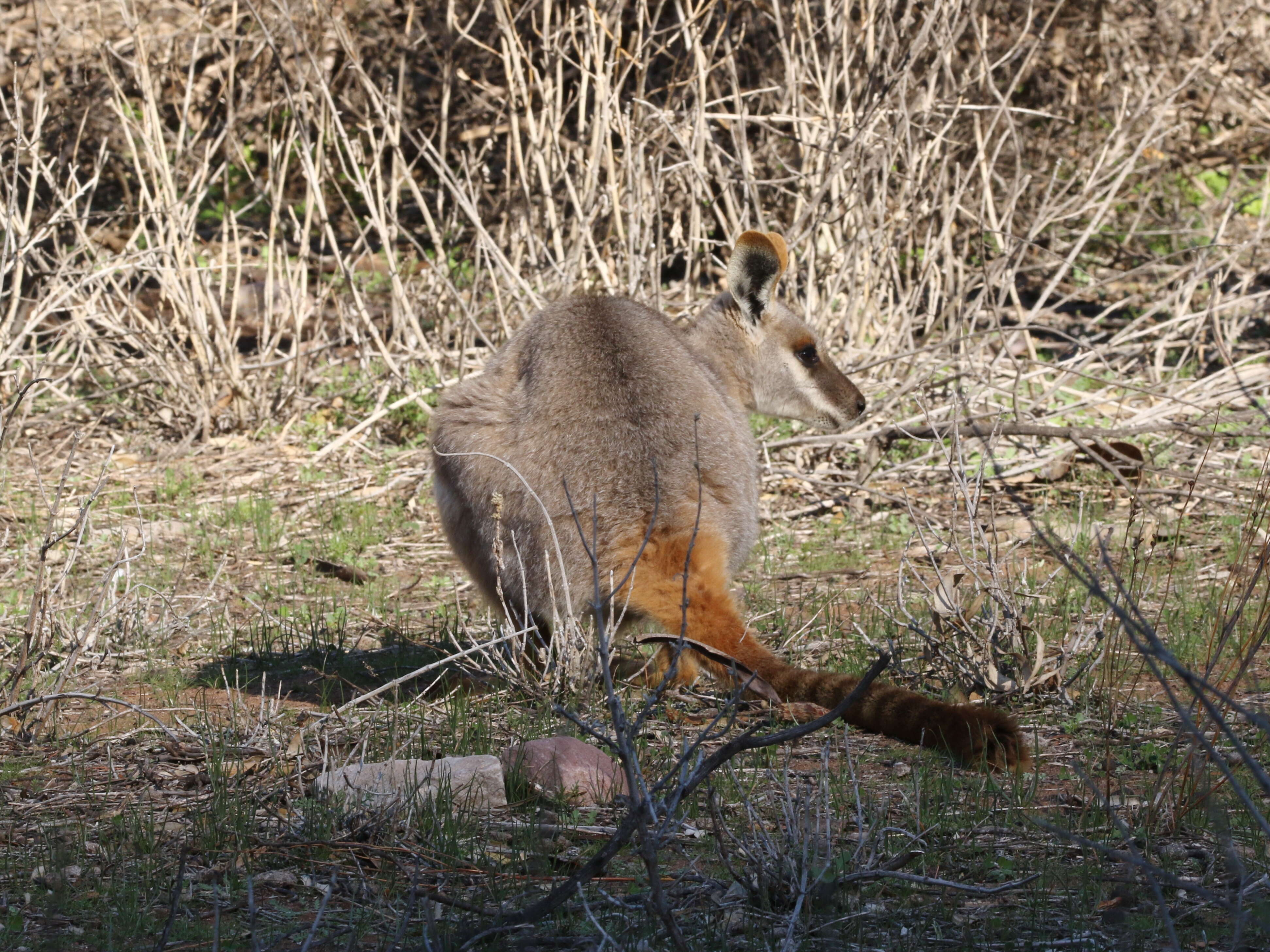 Image of Ring-tailed Rock Wallaby