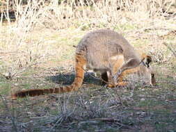 Image of Ring-tailed Rock Wallaby