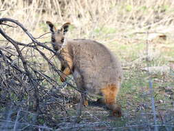 Image of Ring-tailed Rock Wallaby