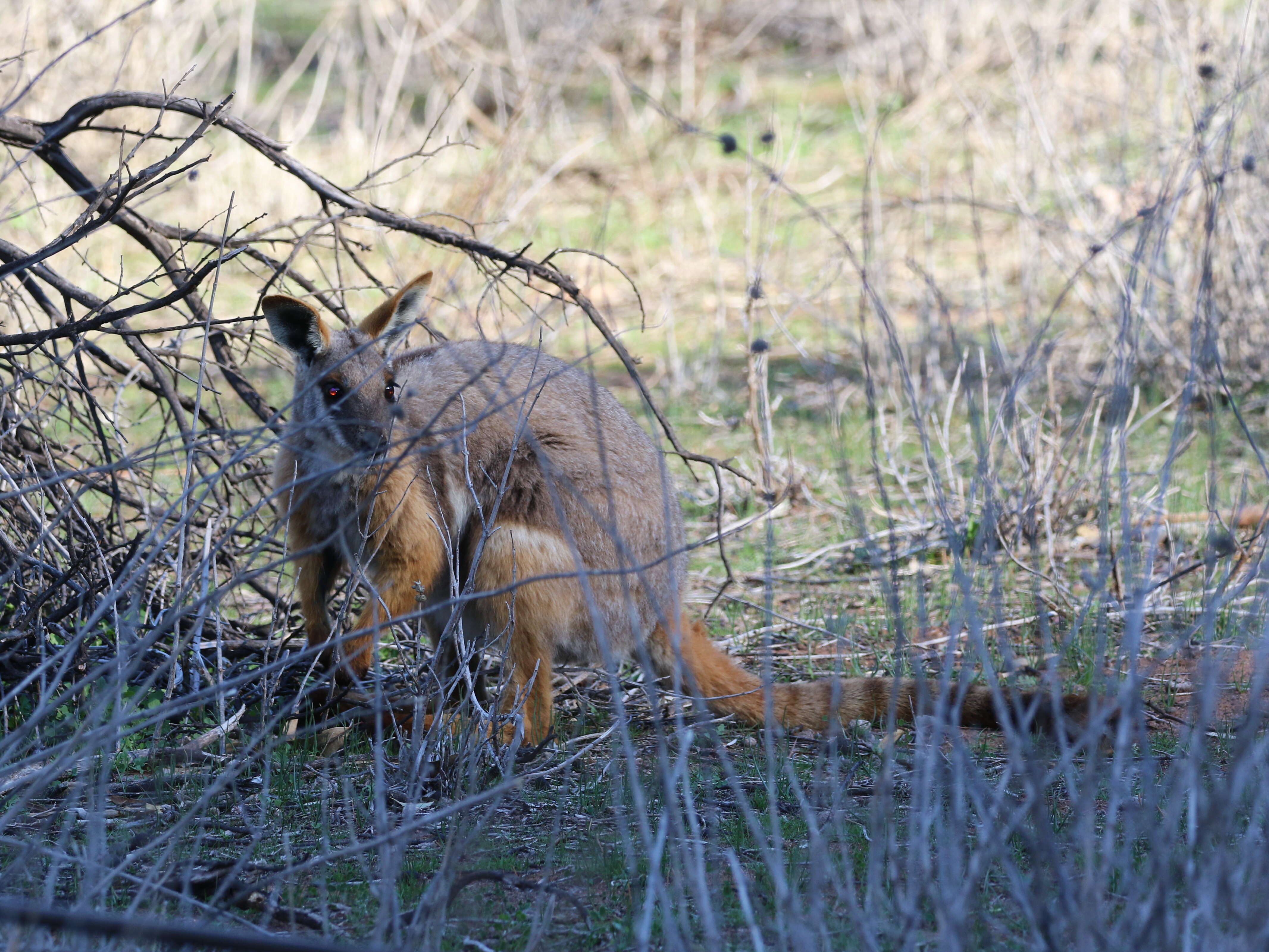 Image of Ring-tailed Rock Wallaby