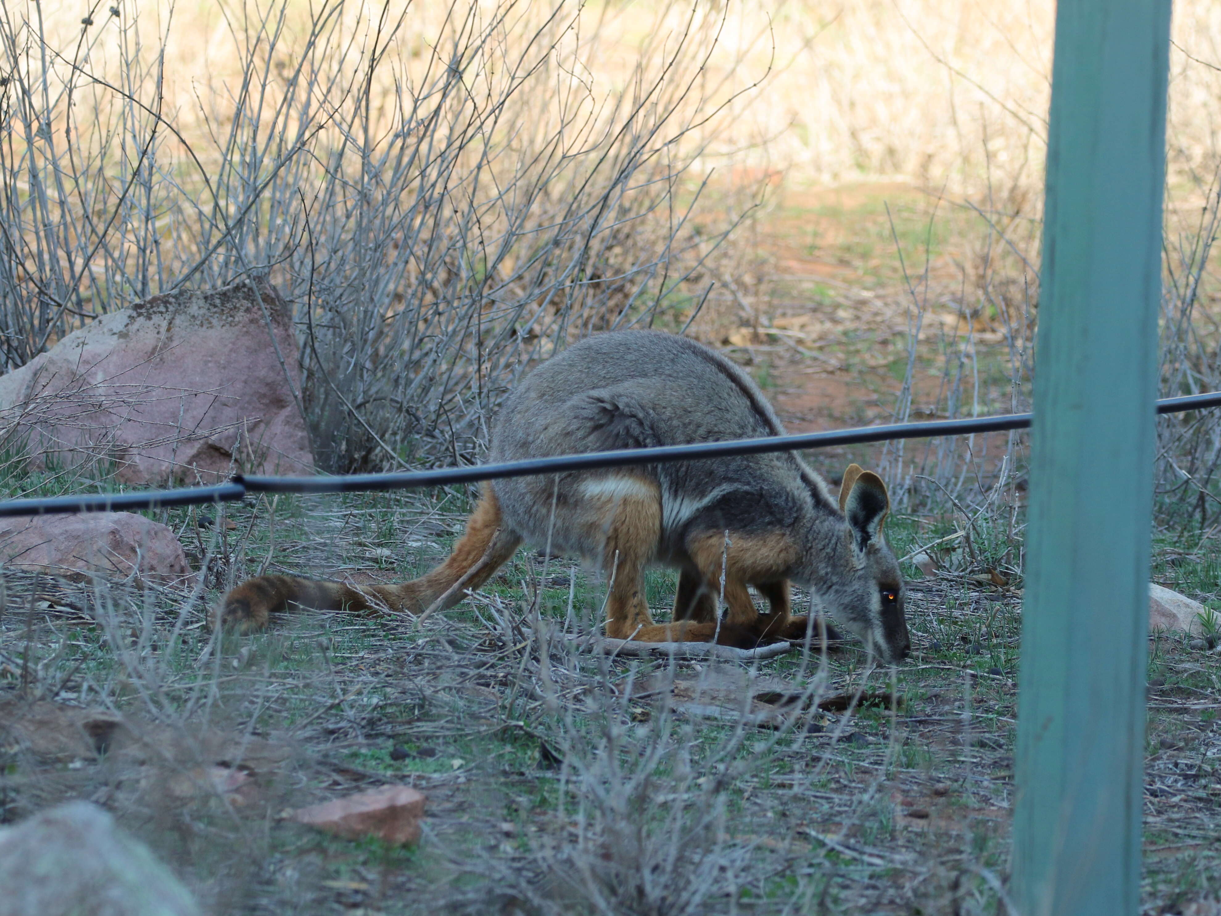 Image of Ring-tailed Rock Wallaby