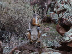 Image of Ring-tailed Rock Wallaby