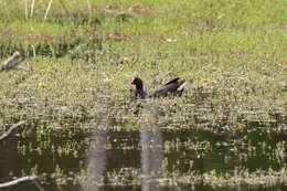 Plancia ëd Gallinula tenebrosa Gould 1846